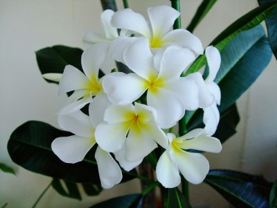 プルメリアの花 ABC ハワイ