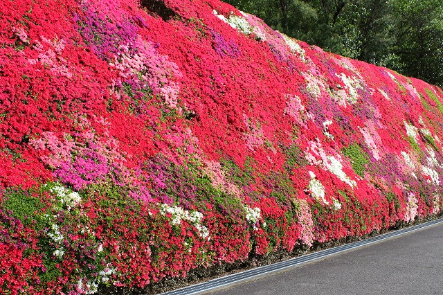 ツツジの花