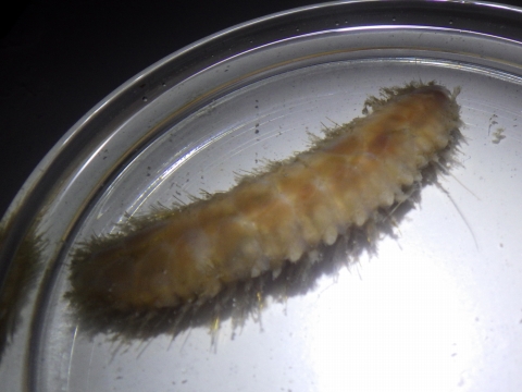 環形動物　多毛綱（Polychaeta）の種6　熊野灘