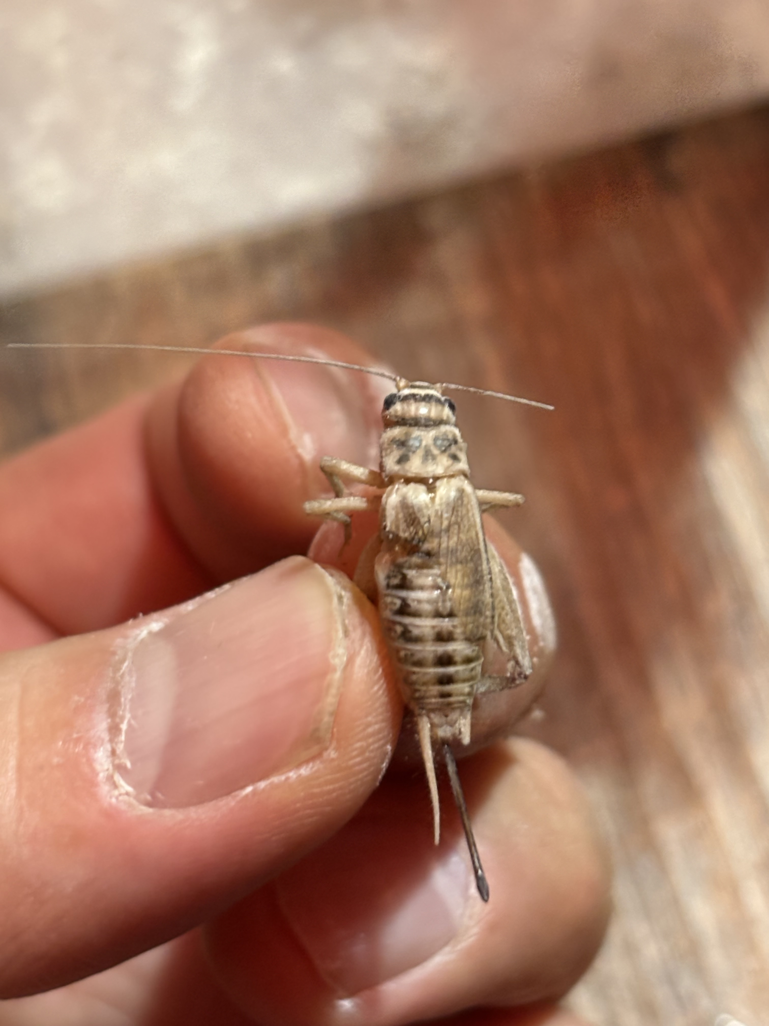 死ぬな！ジミニー(クリケット)！！」※コオロギの飼育管理の仕方について | 爬虫類っていうか、普通に可愛い生き物が好き - 楽天ブログ