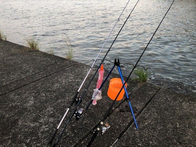 ごん太うなぎ 浜名湖周辺 開拓中 楽天ブログ