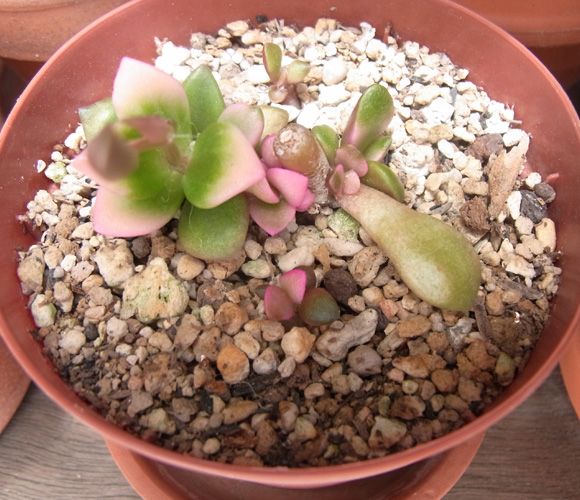 桜吹雪 発芽 多肉のベランダ園芸メモ 楽天ブログ