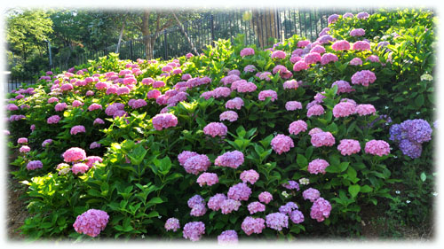 紫陽花３