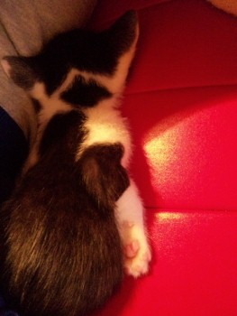 120619_041703 (263x350).jpg