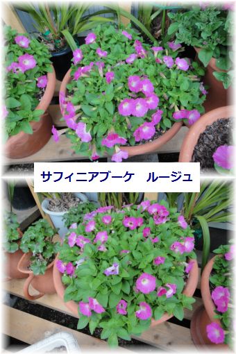 サフィニアブーケ ルージュ