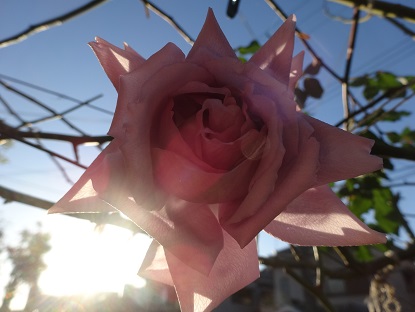 つるブルームーン (2).JPG