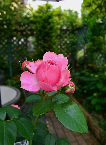 DSC_0369.JPG