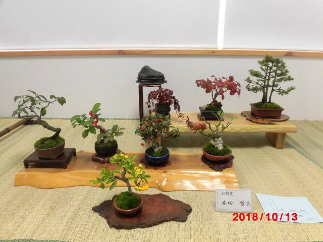 平成30年秋の札幌盆栽会展 陶工房ゆめみの 楽天ブログ