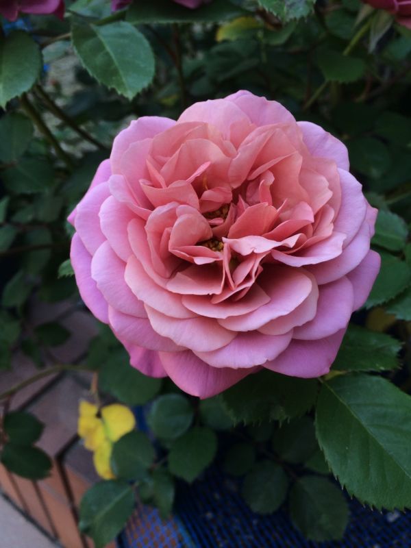 rblog-20140510132240-01.jpg