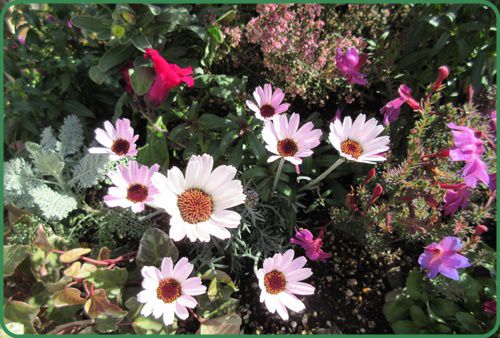 寒さに強いバラ ローダンセマム 金魚草 エリカの寄せ植え 狭い庭を花いっぱいにする育て方 楽天ブログ
