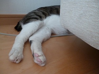 P1210937ss.jpg