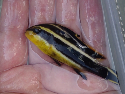 和歌山磯採集2014年9月上旬17　コロダイの幼魚