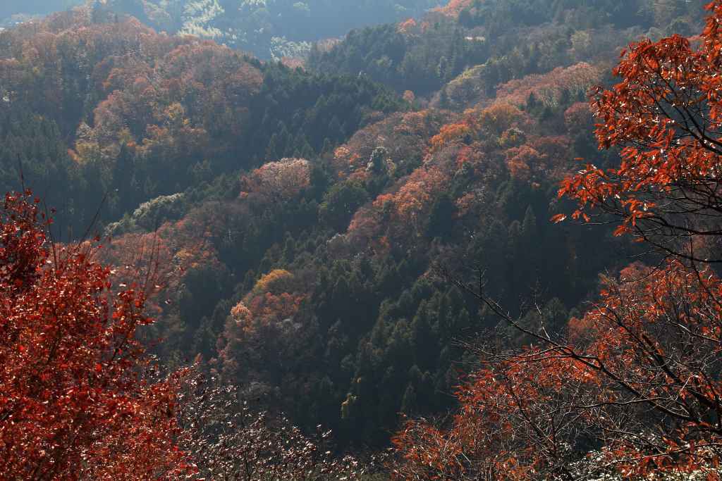 ３ ２３８ 初冬の高安山 信貴山その６ Huちゃん 写真日記 楽天ブログ