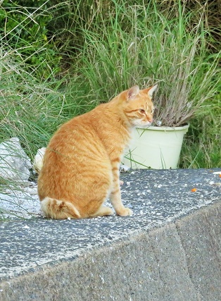 地獄の番猫