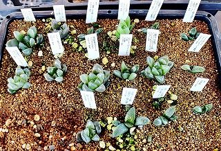 ハオルチア実生苗植替えとレツーサhyb錦 ガマンマの ニク サボ栽培 楽天ブログ