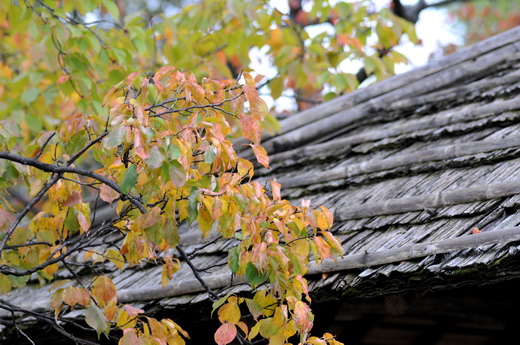 mukoujima2013aki_04.JPG