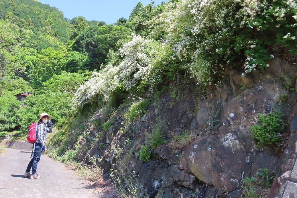★静岡市を見下ろす朝鮮岩・小坂から朝鮮岩へ 古ギャルの山登りとガーデニングで楽しく^^ 楽天ブログ