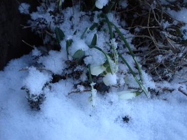 雪で頭を垂れるスノードロップ.JPG