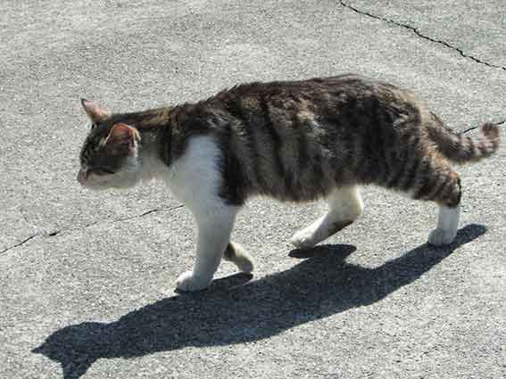 我が家のニャンコ♪2016/3/24-3