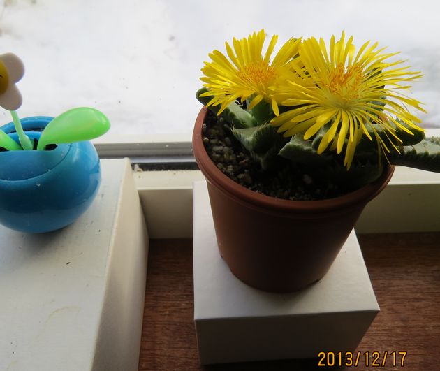 １２／１７今日も咲いたサボテンの花.jpg