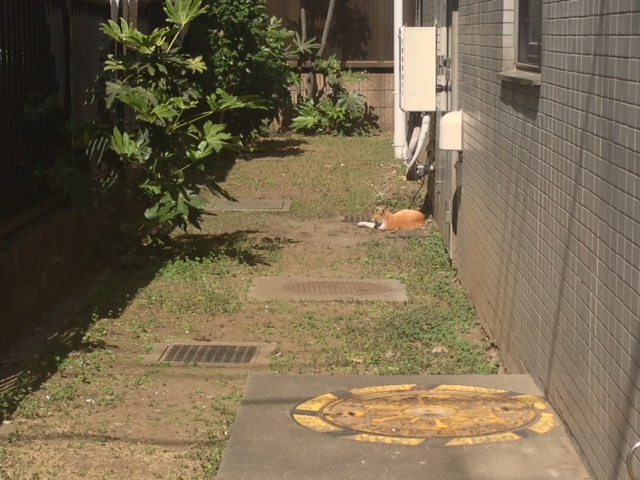 20130312neko.JPG