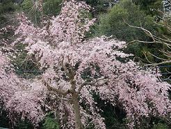 枝垂れ桜