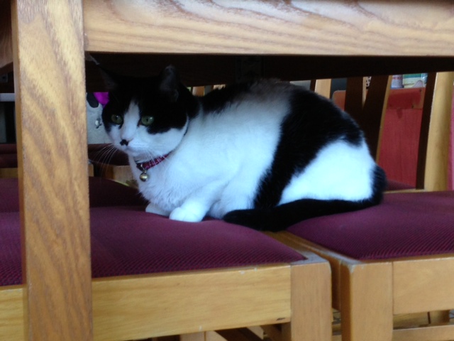 20121029momo.jpeg