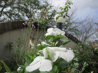 IMG_8514ss.jpg