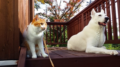 13-10-06　陽射し2