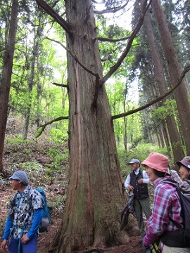 登山５一本杉.jpg