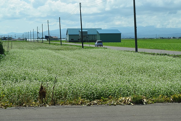 深川市郊外のそば畑