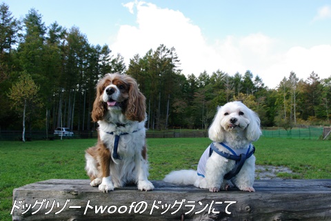 ドッグリゾートwoof