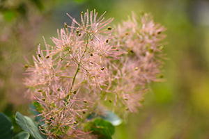 スモークツリー