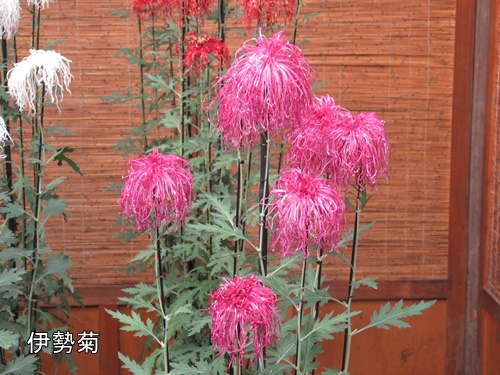 伊勢菊・丁子菊・嵯峨菊花壇