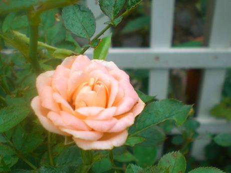 ゴールドマリー