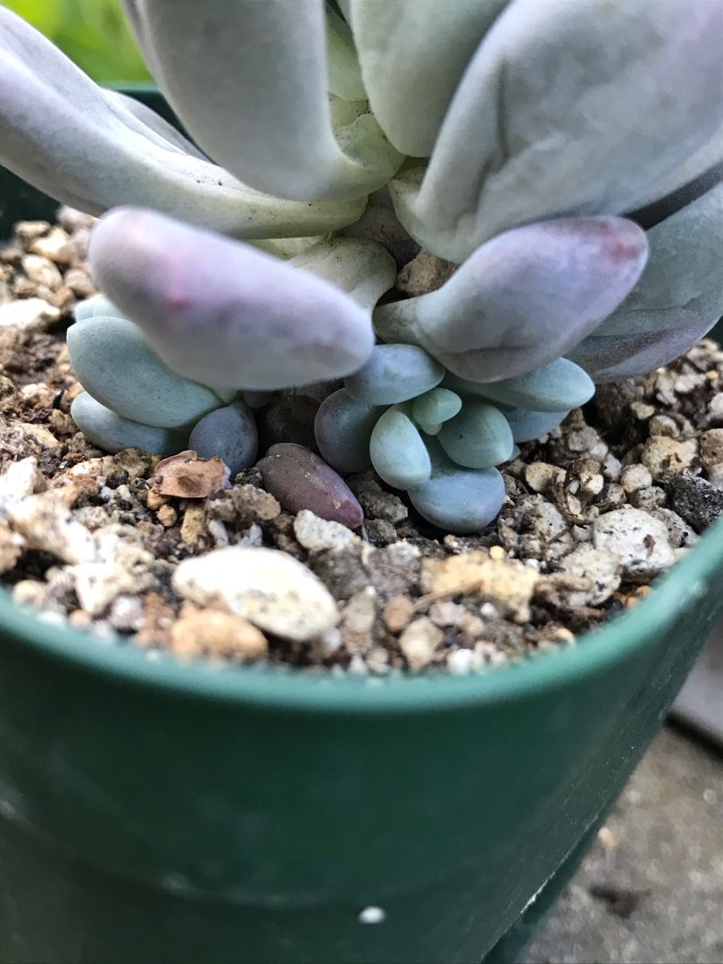 フーケリーの成長 りんすいのブログ 楽天ブログ