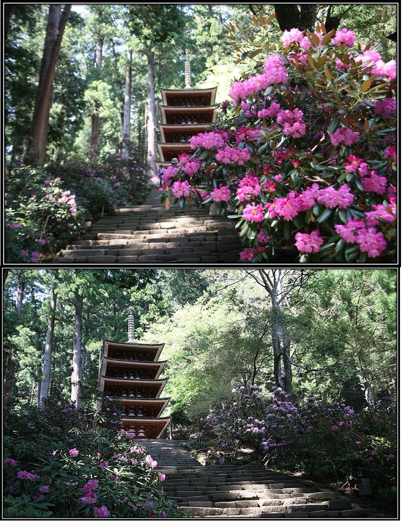 室生寺 石楠花の見頃も間もなく おやじのブログ 楽天ブログ