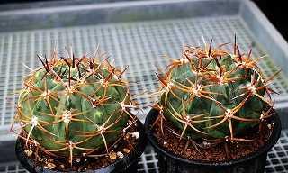 ギムノの強刺種 | ☆ガマンマの ニク・サボ栽培☆ - 楽天ブログ