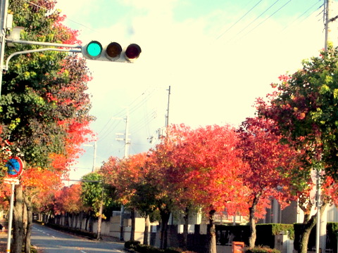 ともの側からの紅葉-1