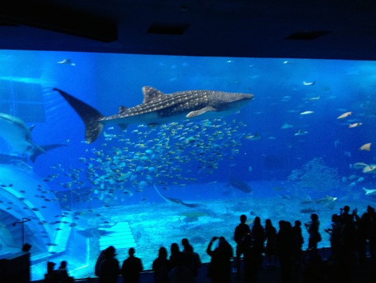 2美ら海550２.jpg