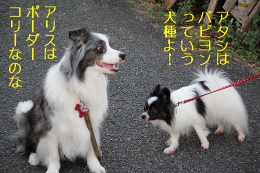 ボーダーとパピヨン