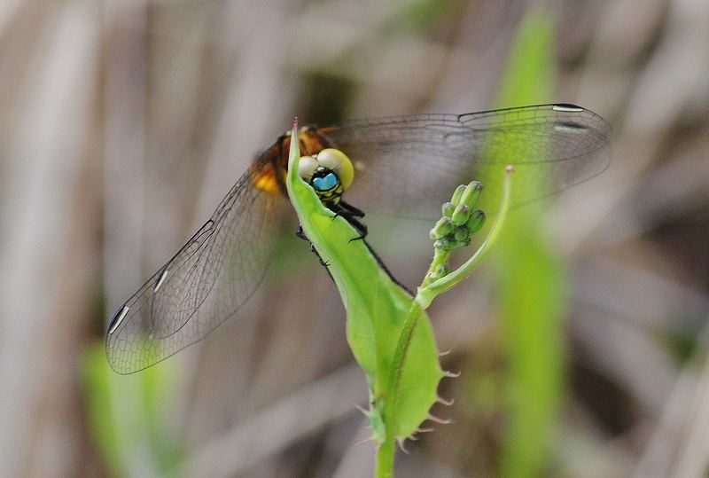 IMG_0225 (800x539).jpg