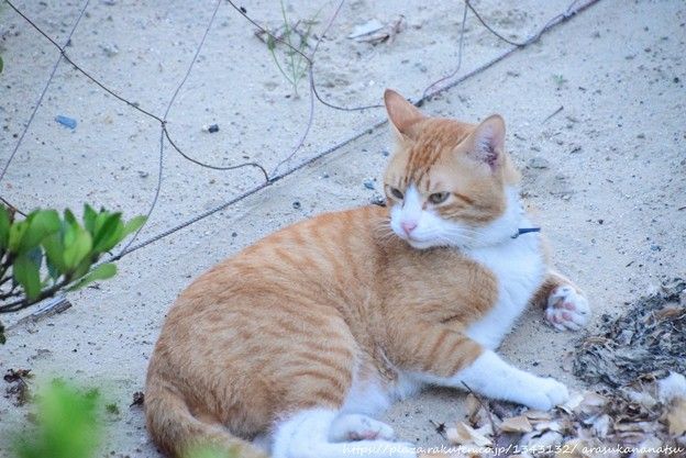 内気な猫を慣れさせる - 愛と忍耐をもって