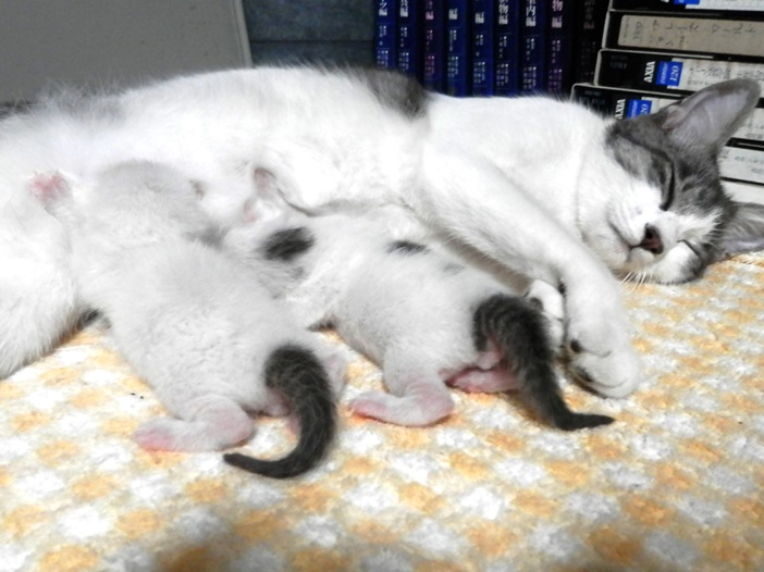 P8220050はなママ５.jpg