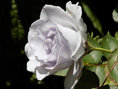 DSCN0498.JPG