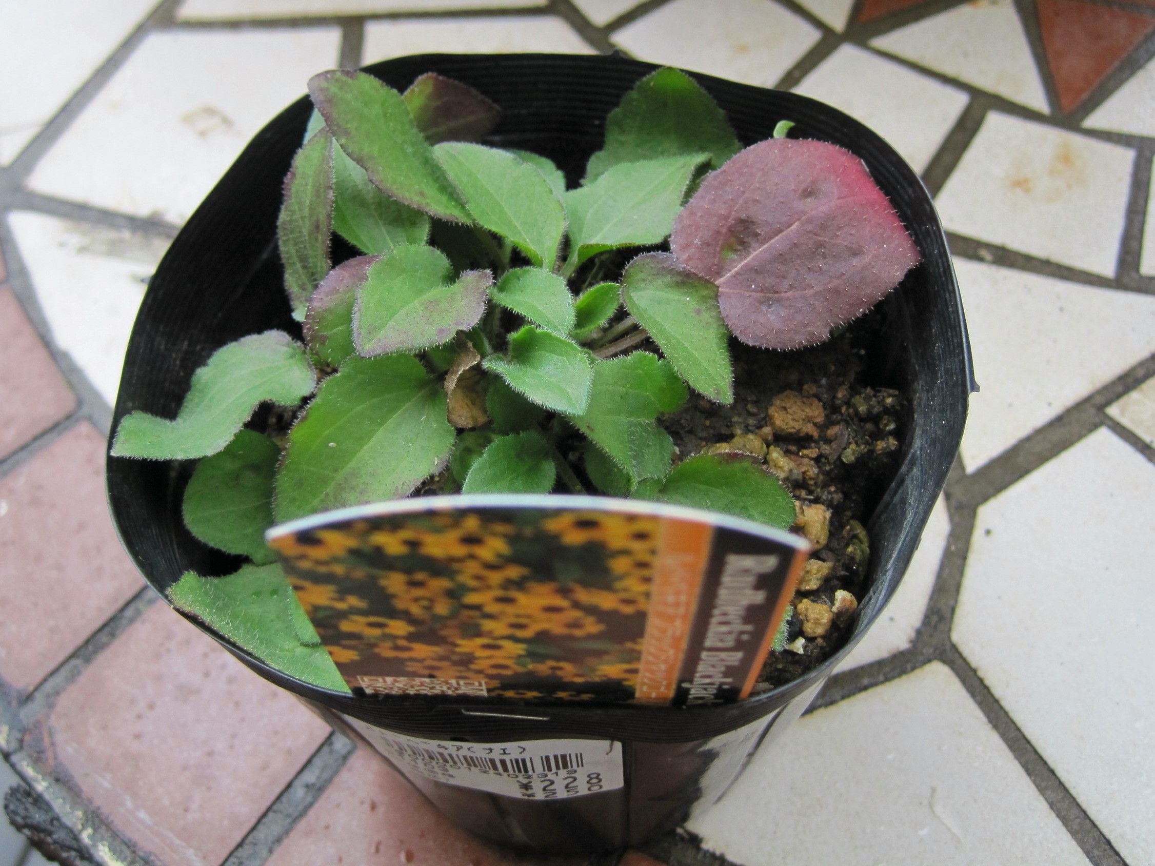 ルドベキア サハラとブラックジャックゴールド たねをまく日々 楽天ブログ