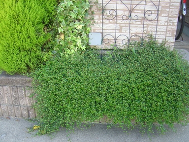 DSC00290-4.JPG
