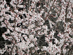 河津桜