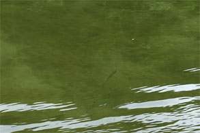 猊鼻渓24.jpg