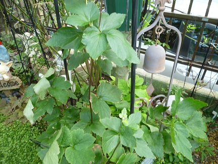 シュウメイギク (2).JPG